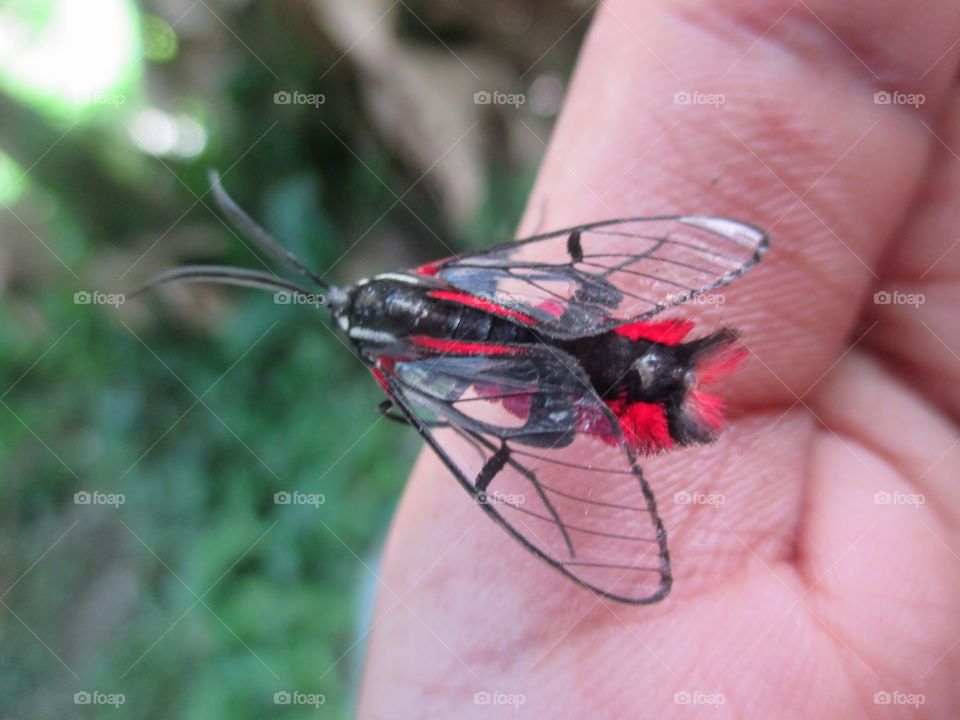 Scarlet tipped wasp moth