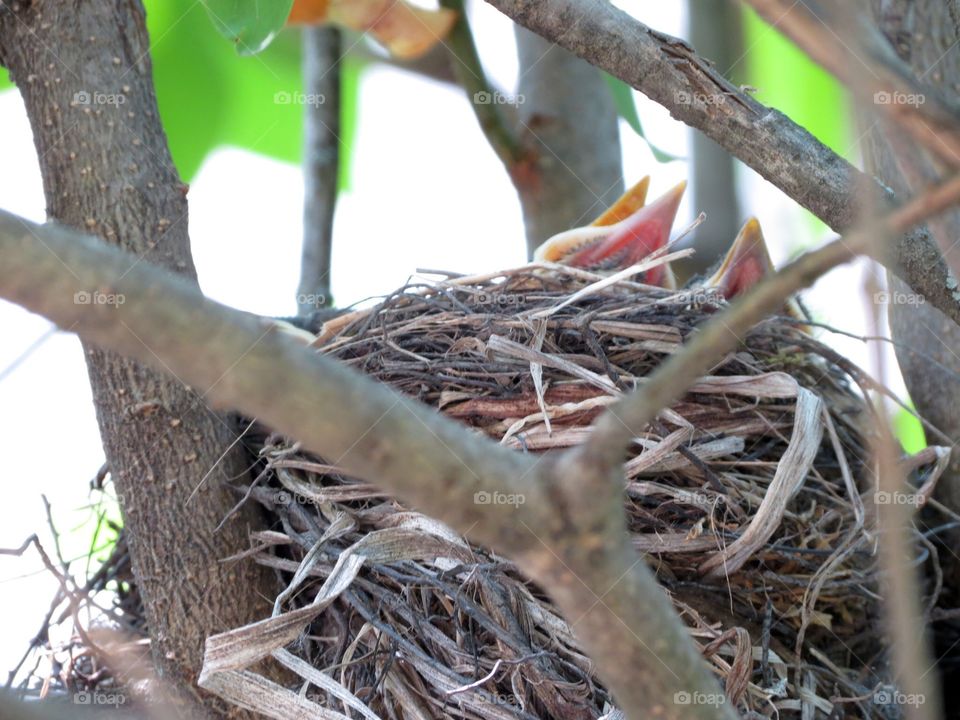Baby robins, just hatched, looking for Momma