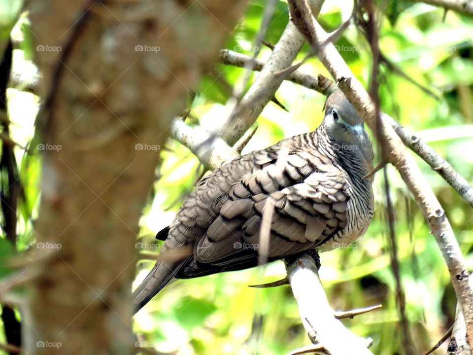 A Zebra Dove