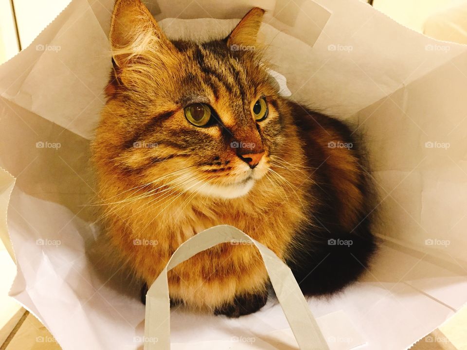 Lovely cat inside a shopper