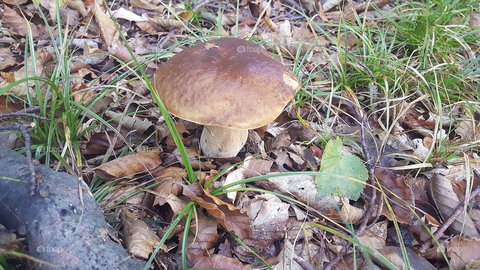 mushroom boletus italy nature valsesia travel