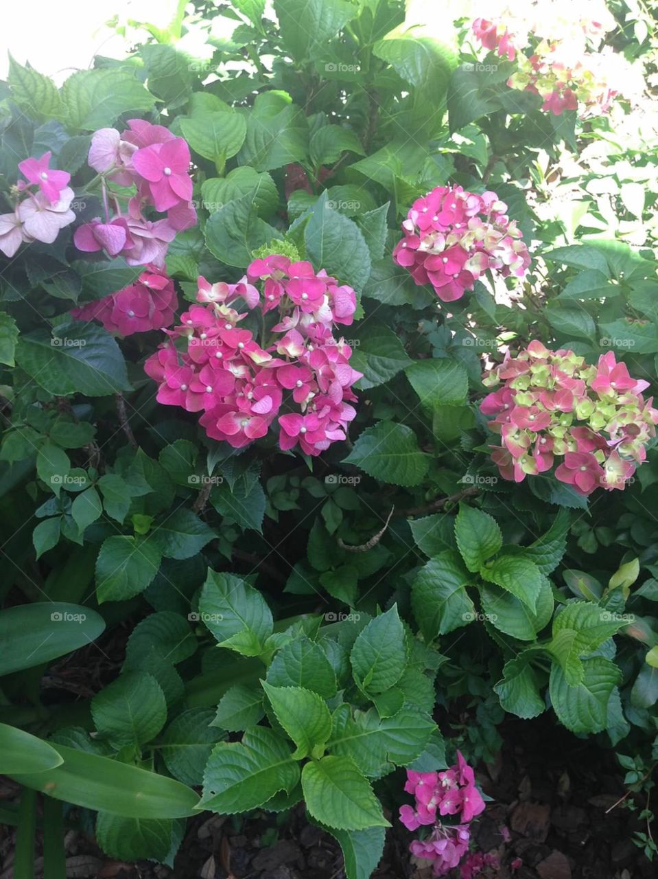 Hydrangea bush