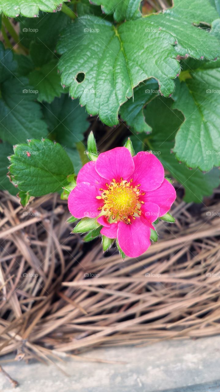 Stawberry Blossom. Pink