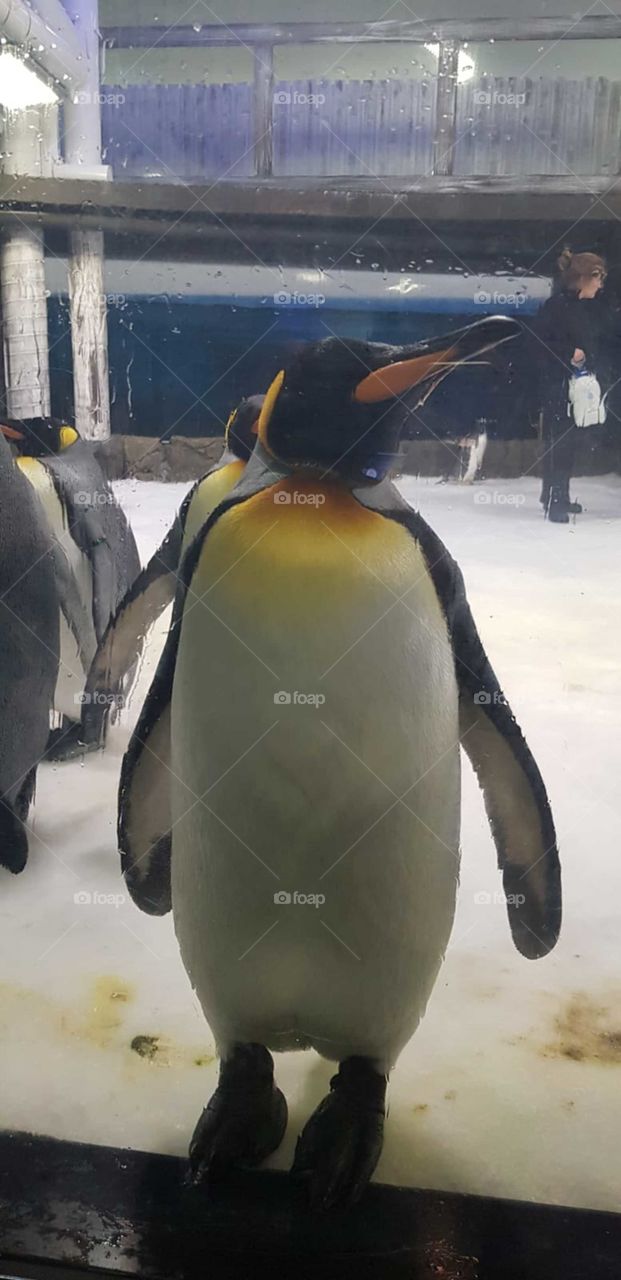 Penguins 