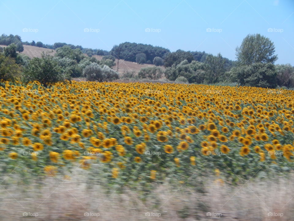 A sunflower field in turkey 