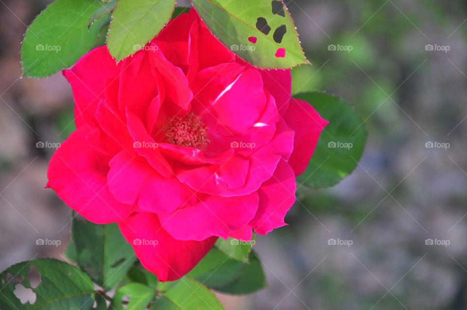 Nature, Flower, Leaf, Flora, Rose