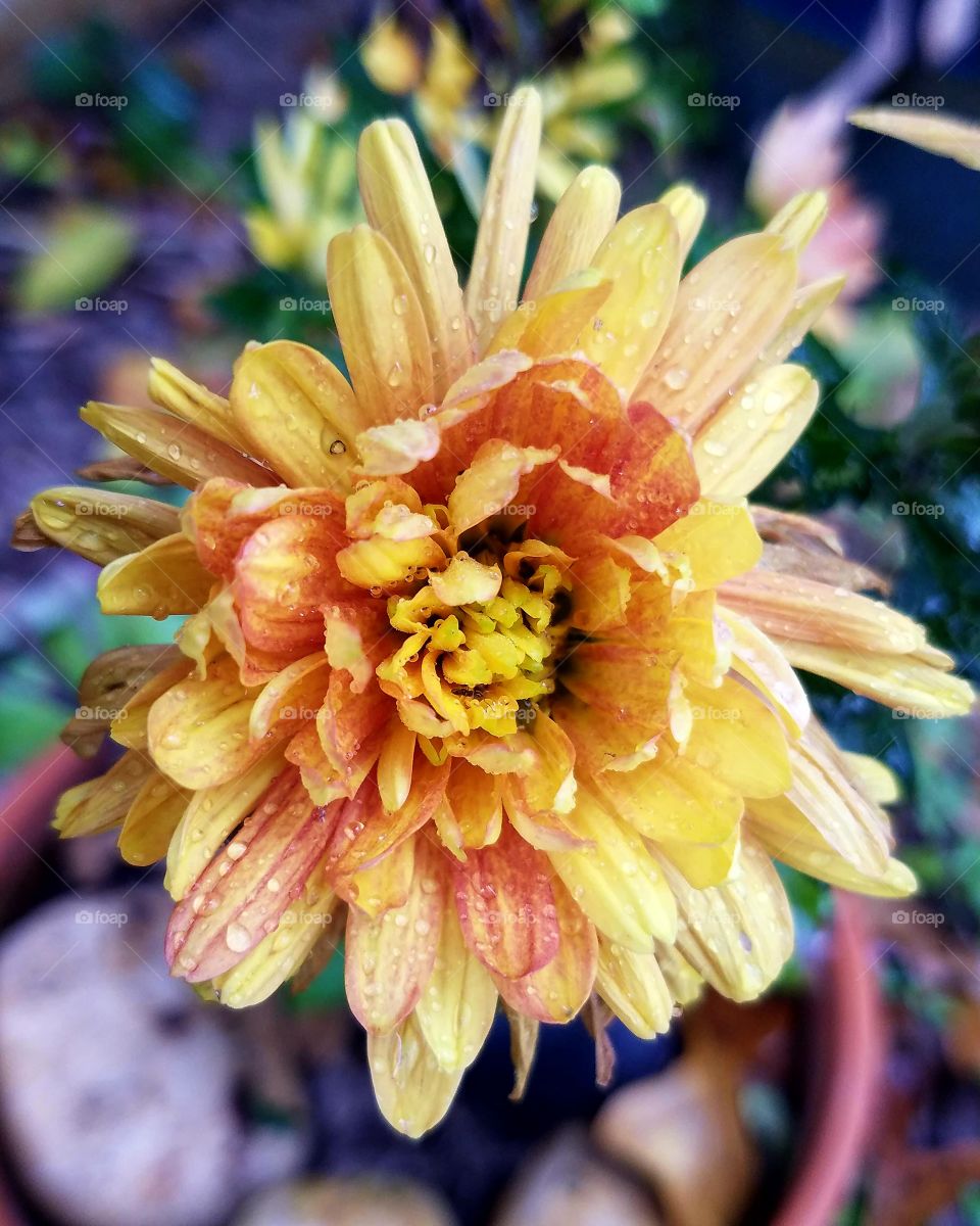 orang flower with water drops