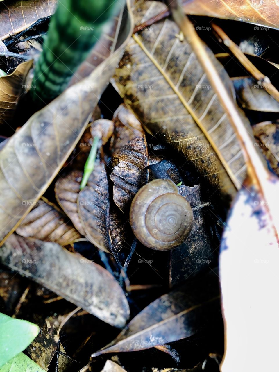 Snail 