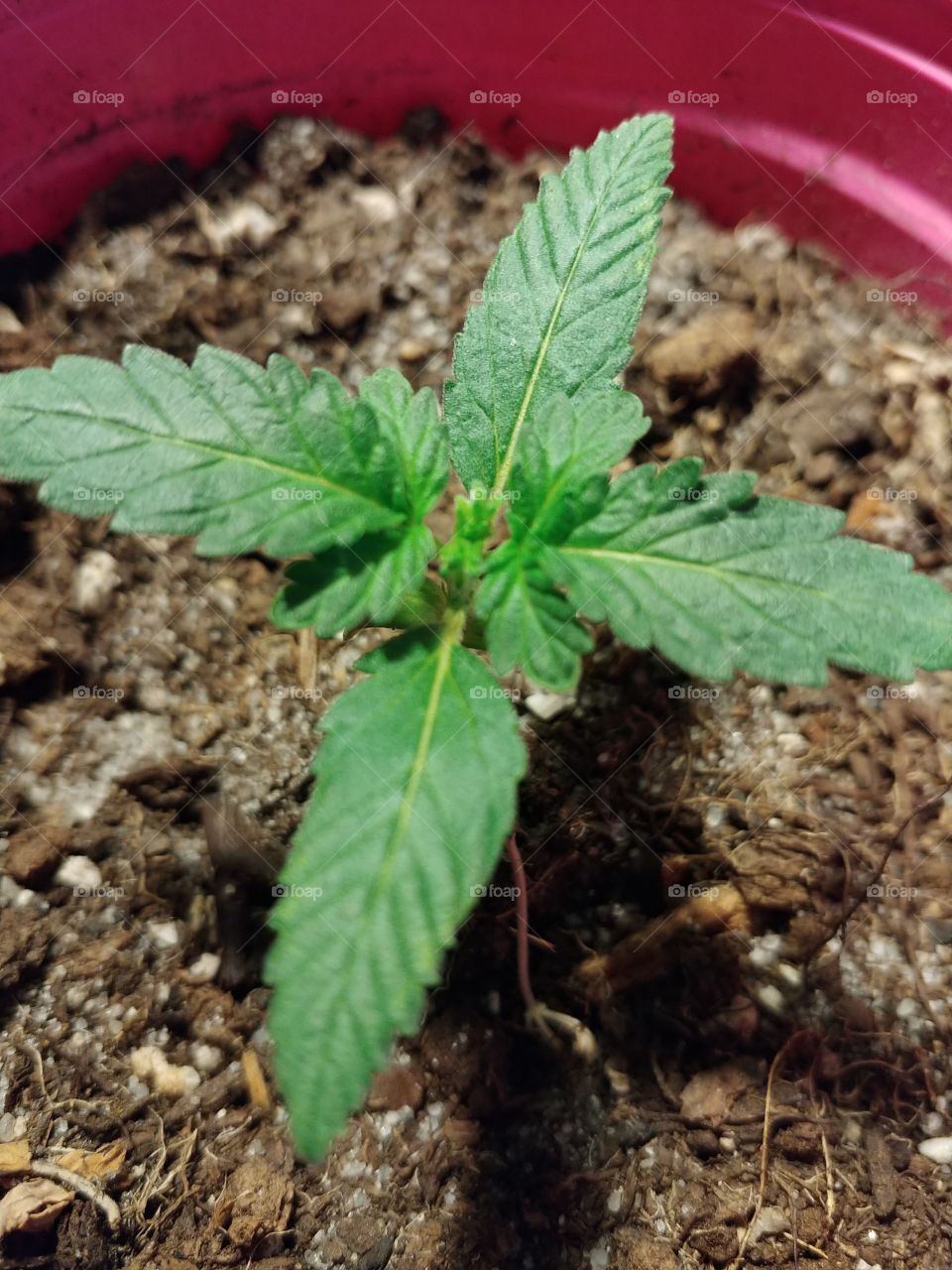 this is my first autoflower. i live in a place where its legal to grow my own medication. these types grow quickly so you can grow more in a shorter period of time. this one in particular will be done in 65-70 days.