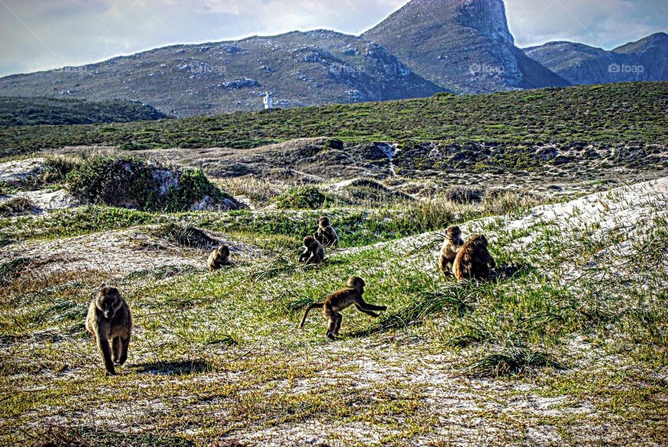 Baboons, Cape Of Good Hope,  South Africa.
Baboons are some of the most widespread primates in South Africa. Here you will mostly see Chacma Baboon. 