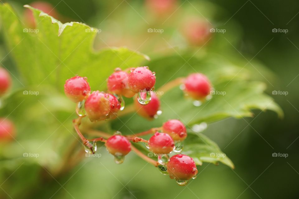 Berries 