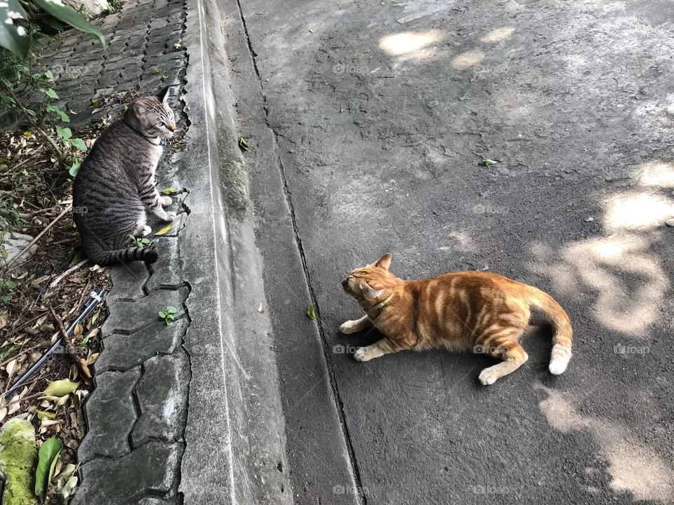 Chitchat