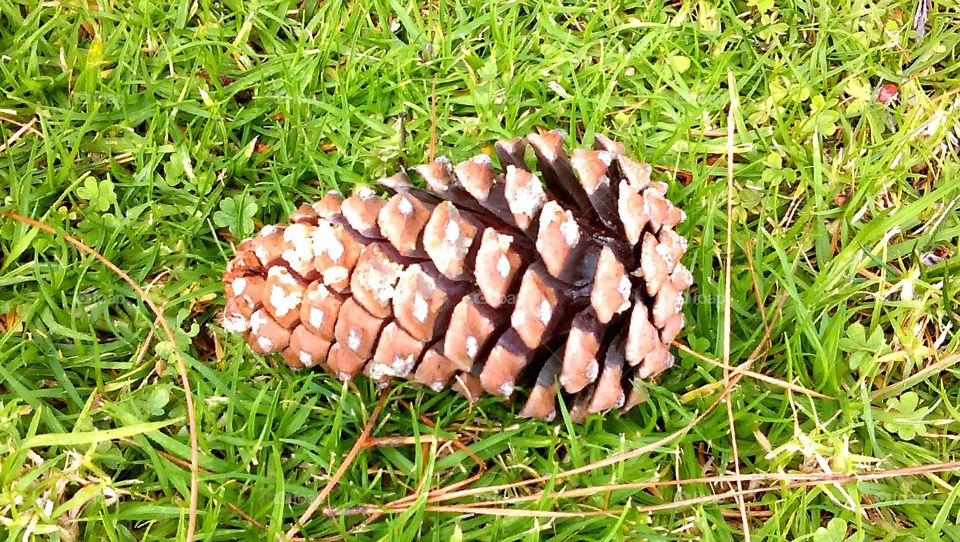 Pine cone fallen to the ground