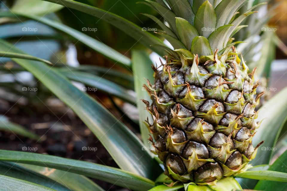 Young pineapple plant still in soil, in closeup view. Pineapples belong to the Bromeliaceae scientific family.
