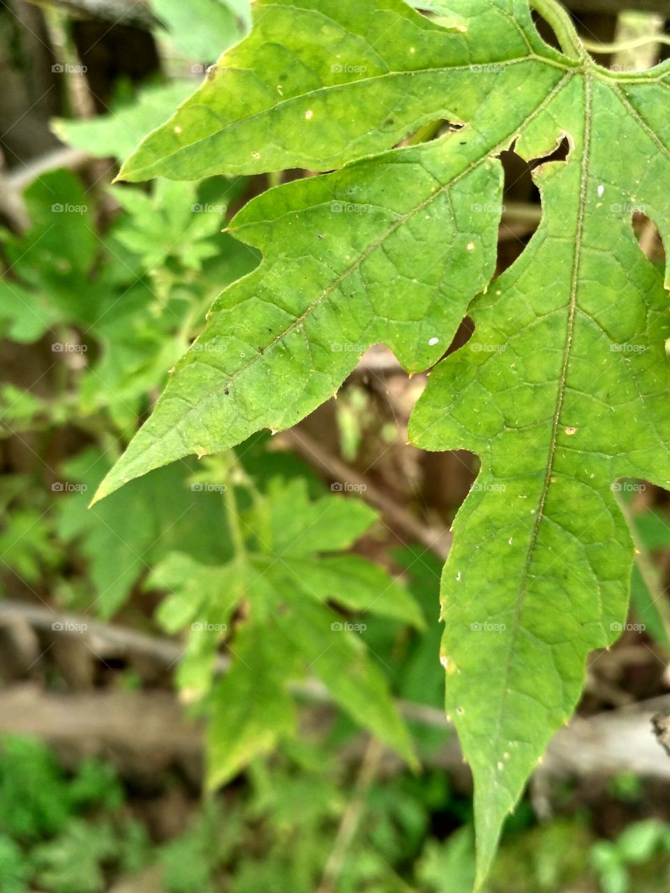 Leaf