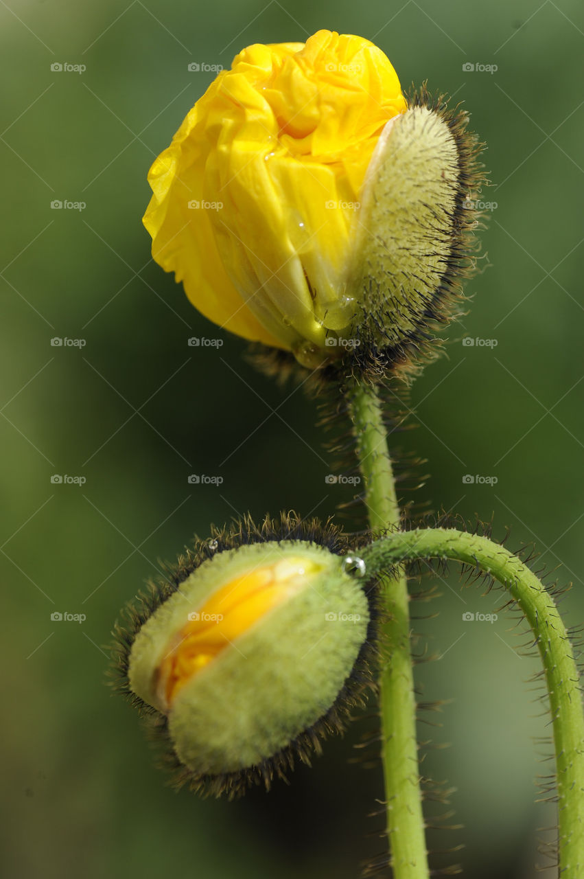 Yellow poppy buds