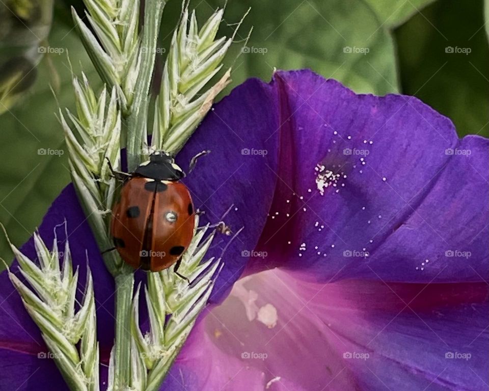 Ladybug and purple bindweed…