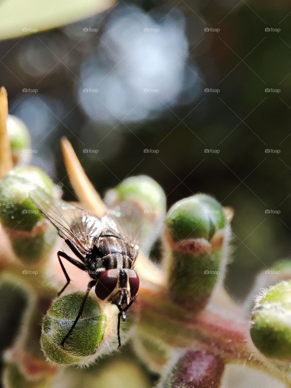 Housefly on a bottlebrush tree