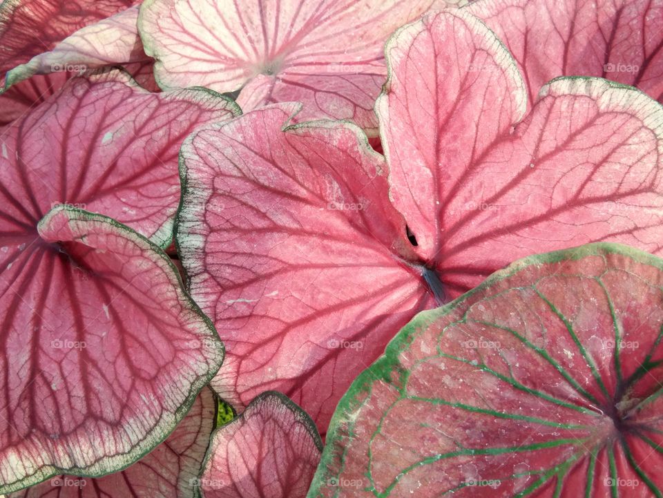 caladium leaves with beautiful natural pattern