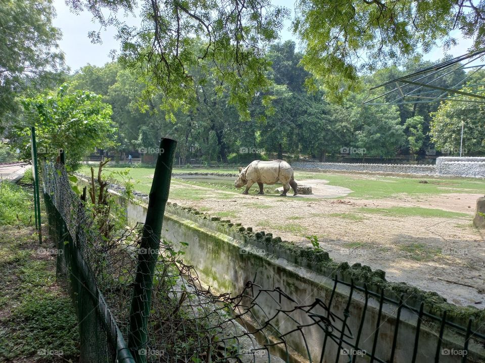The hippopotamus, also called the hippo, common hippopotamus or river hippopotamus, is a large, mostly herbivorous, semiaquatic mammal and ungulate native to sub-Saharan Africa. It is one of only two extant species in the family Hippopotamidae, the