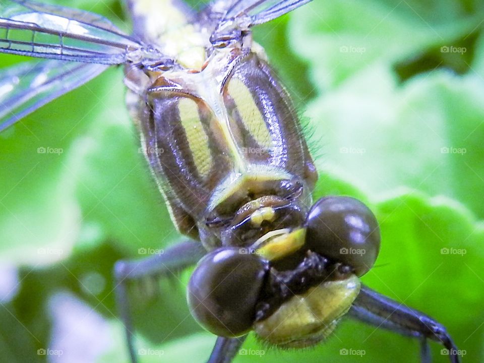 Macro Dragonfly 