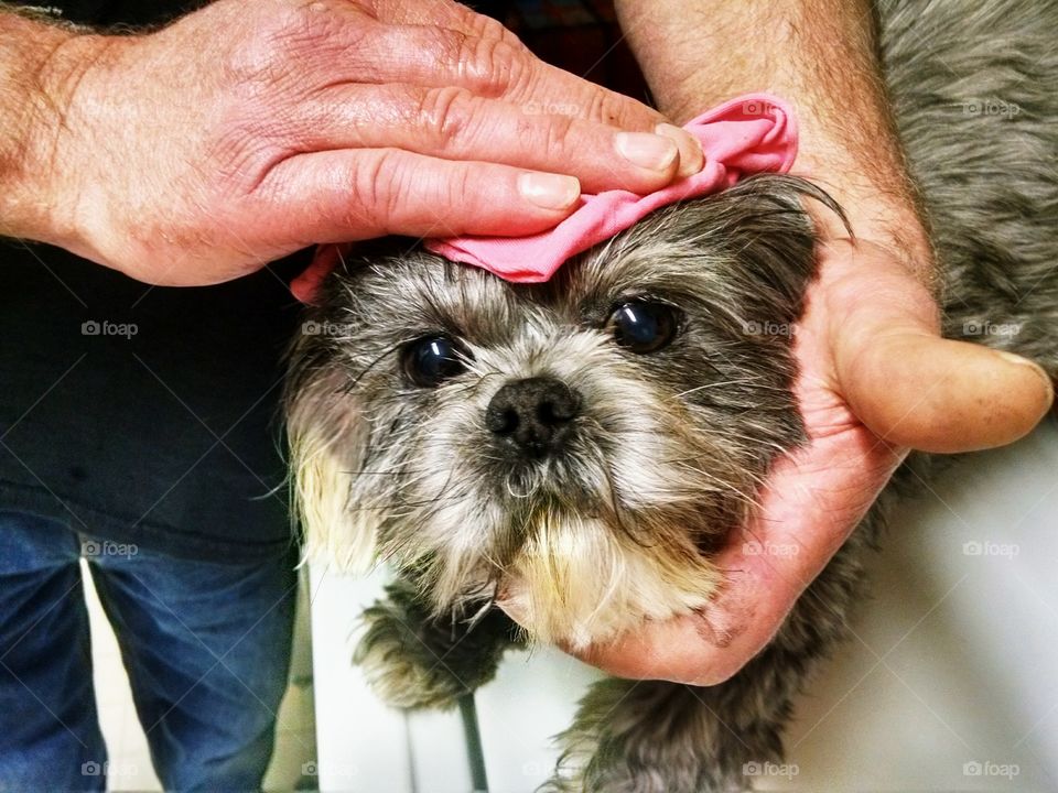 Washing our Shih Tzu's eyes