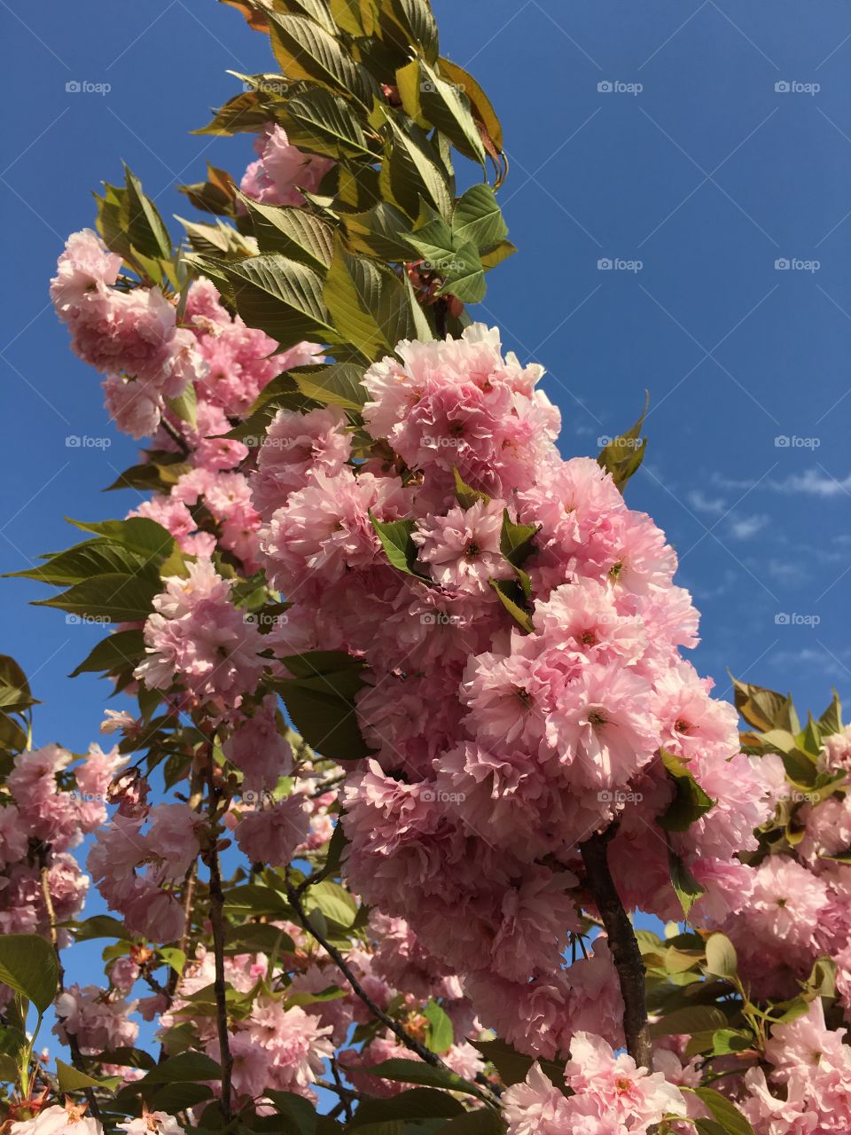 Kwanzan Japanese Ornamental Cherry