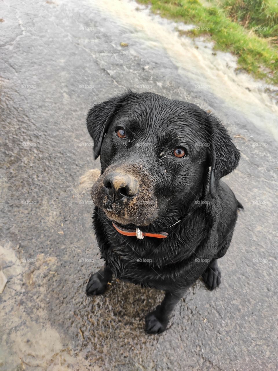 Black Brown Labrador