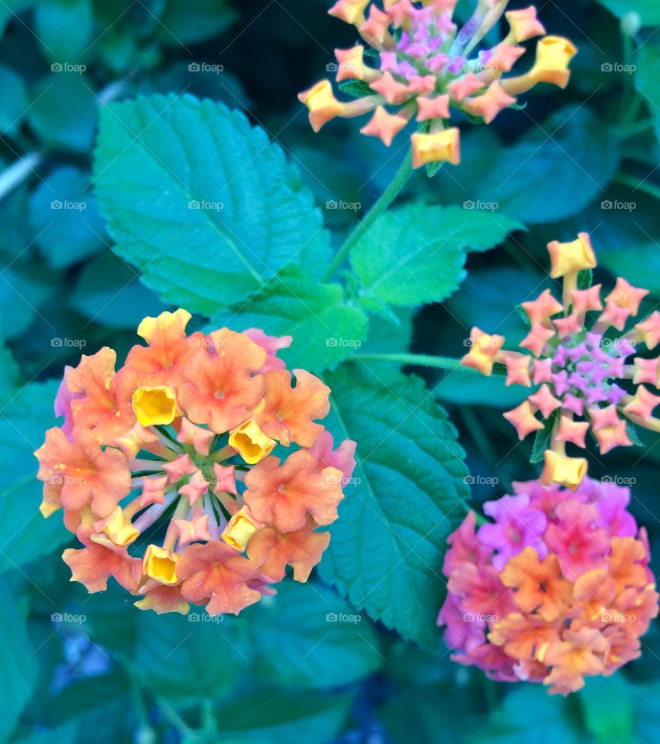 Lantana Closeup 