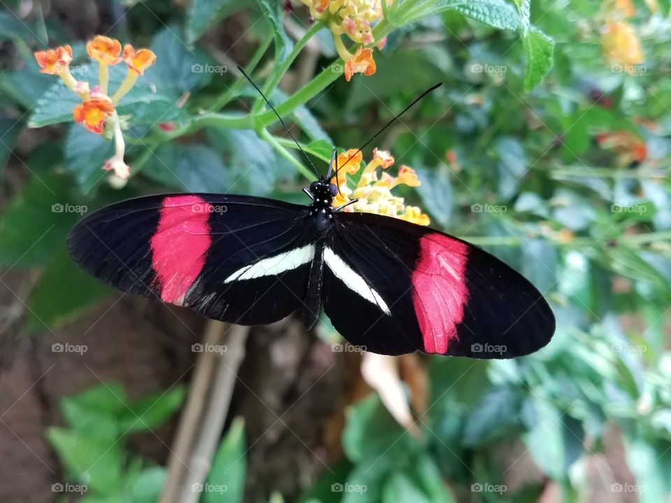 Close-up of butterfly on flower