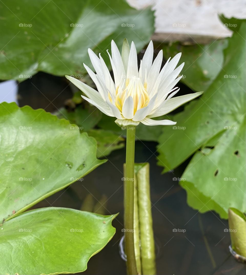 Lotus 