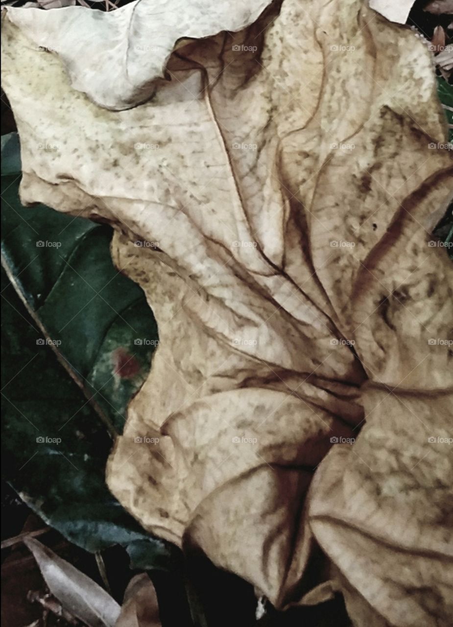 dried up elephant ear leaf