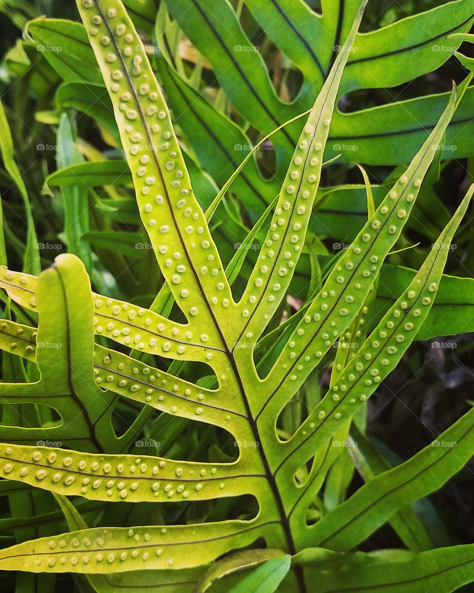 Greenery in the park