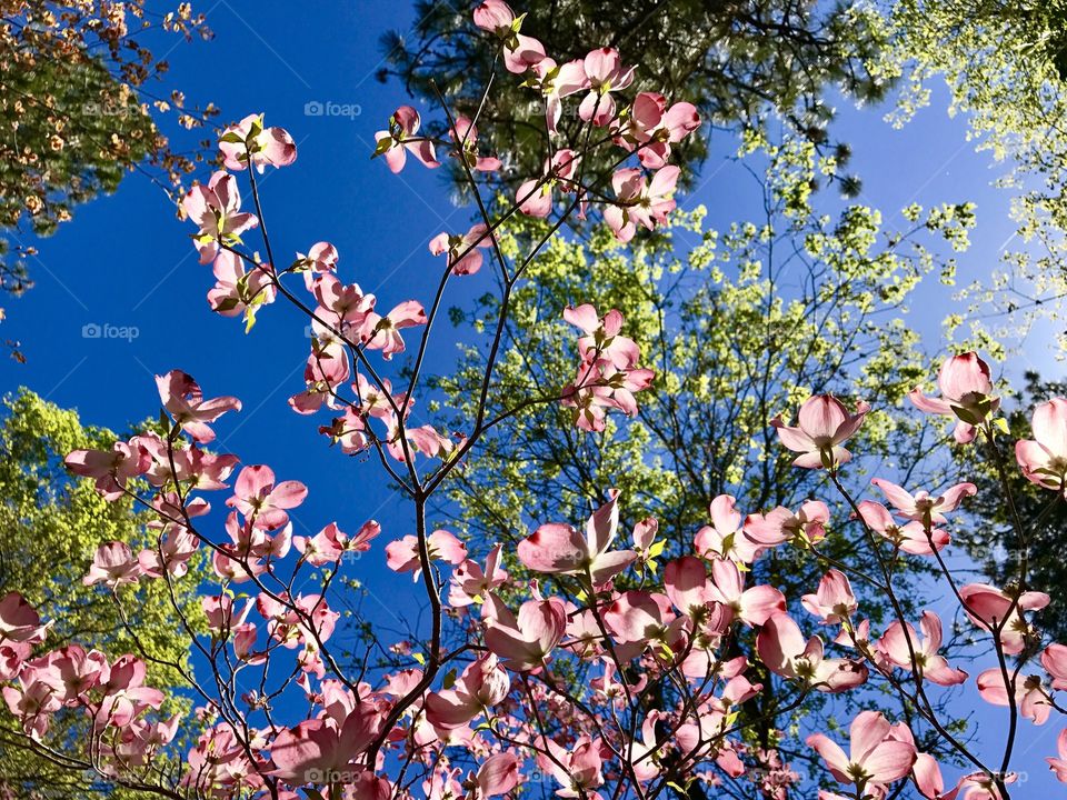 Dogwood tree 