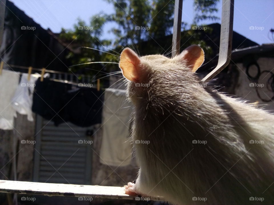 a veces me pregunto, que pasara por la cabezita de mi pequeña amiga rata?... ahi esta, curiosmente olfateando el aire de un bonito dia soleado.