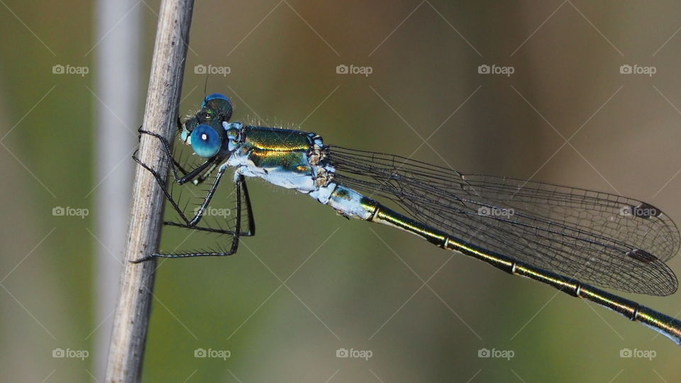 Caballito del Diablo