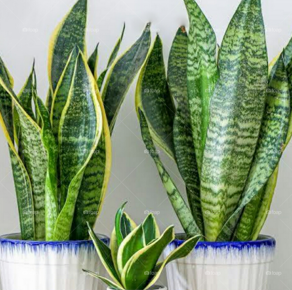 Sansevieria trifasciata laurentii