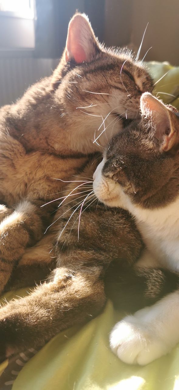 2 cats kissing