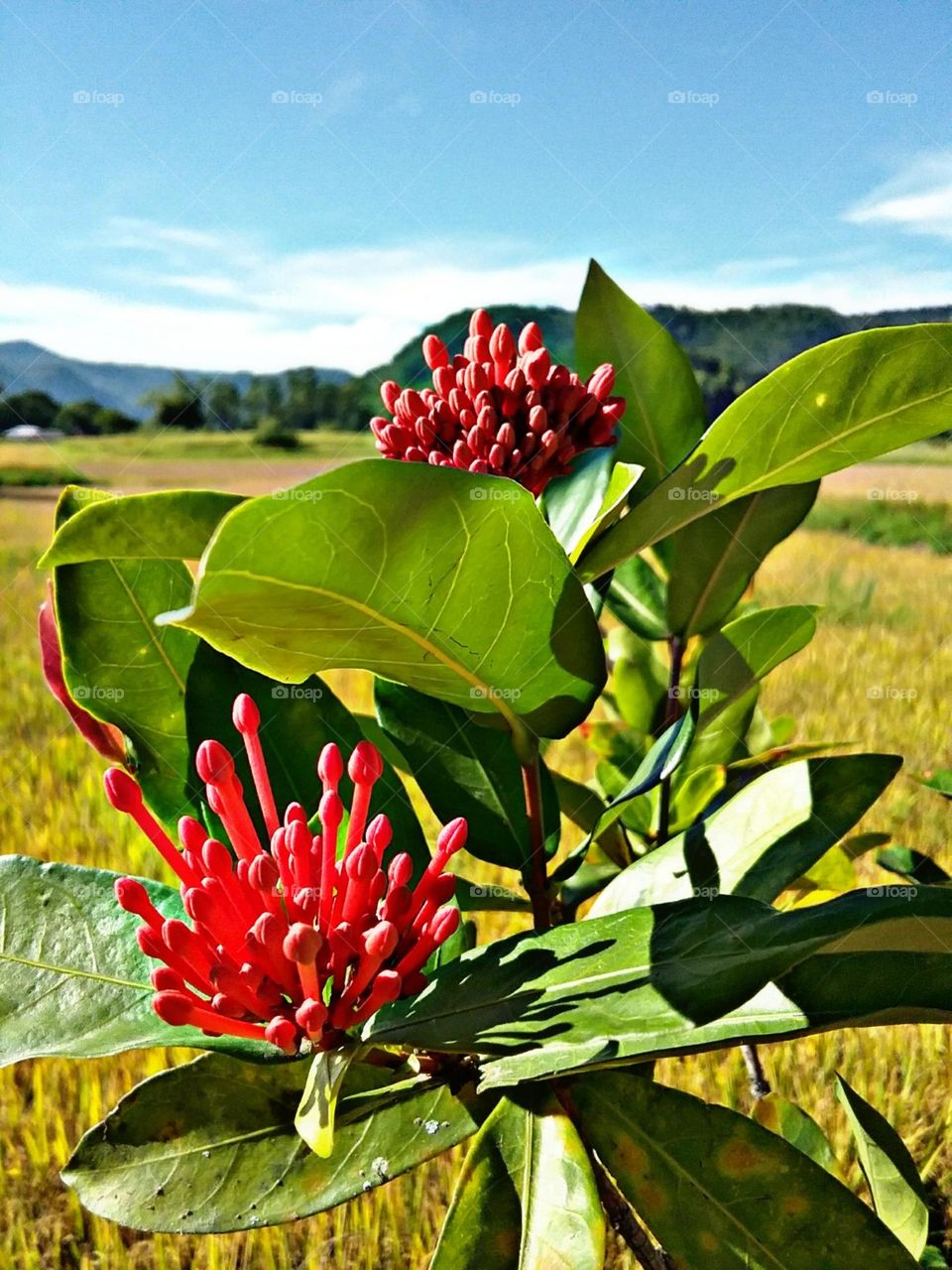 Ela tem uma bela vista ao seu redor, e nós á temos de sua incrivel cor.