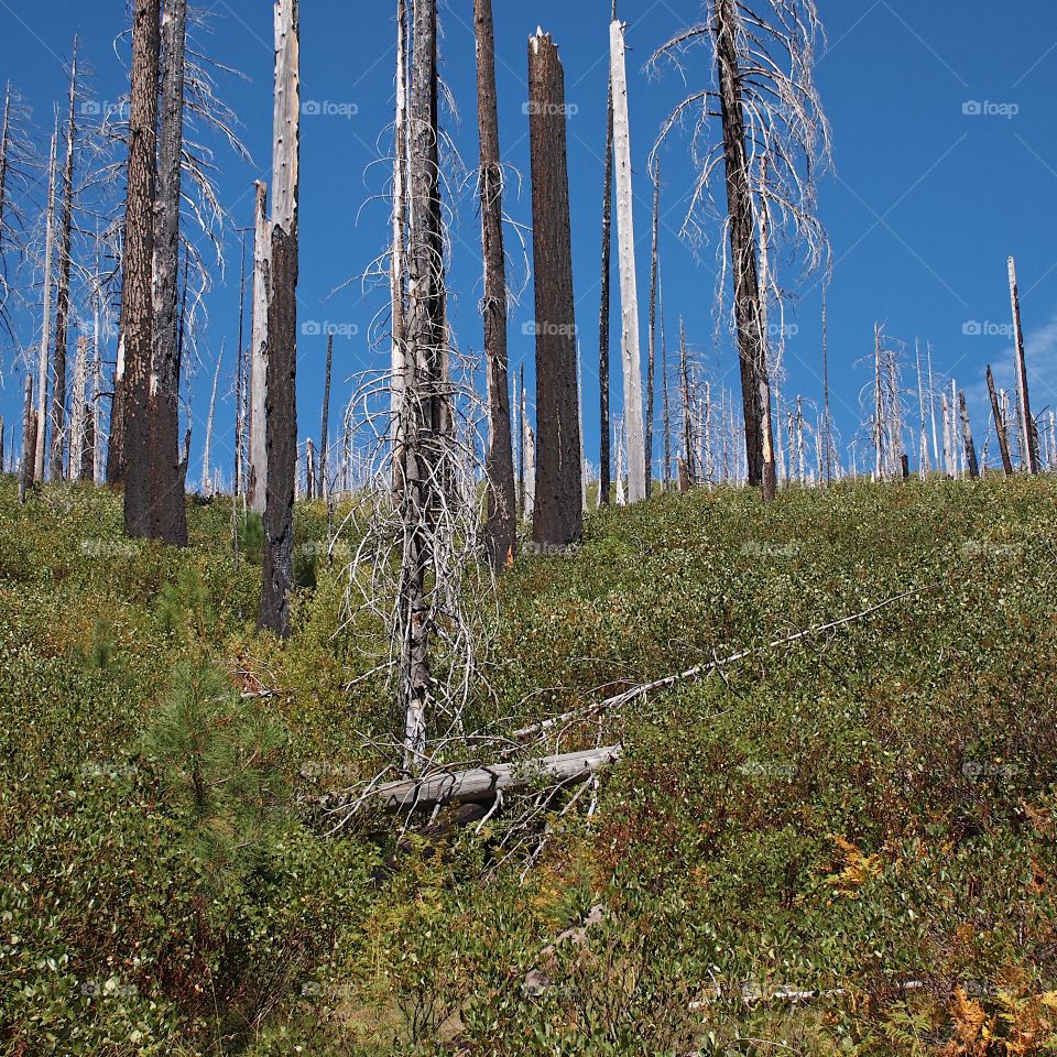 The remaining trees and regrowth of Manzanita Bushes from a terrible fire in the Deschutes National Forest on a sunny summer day. 