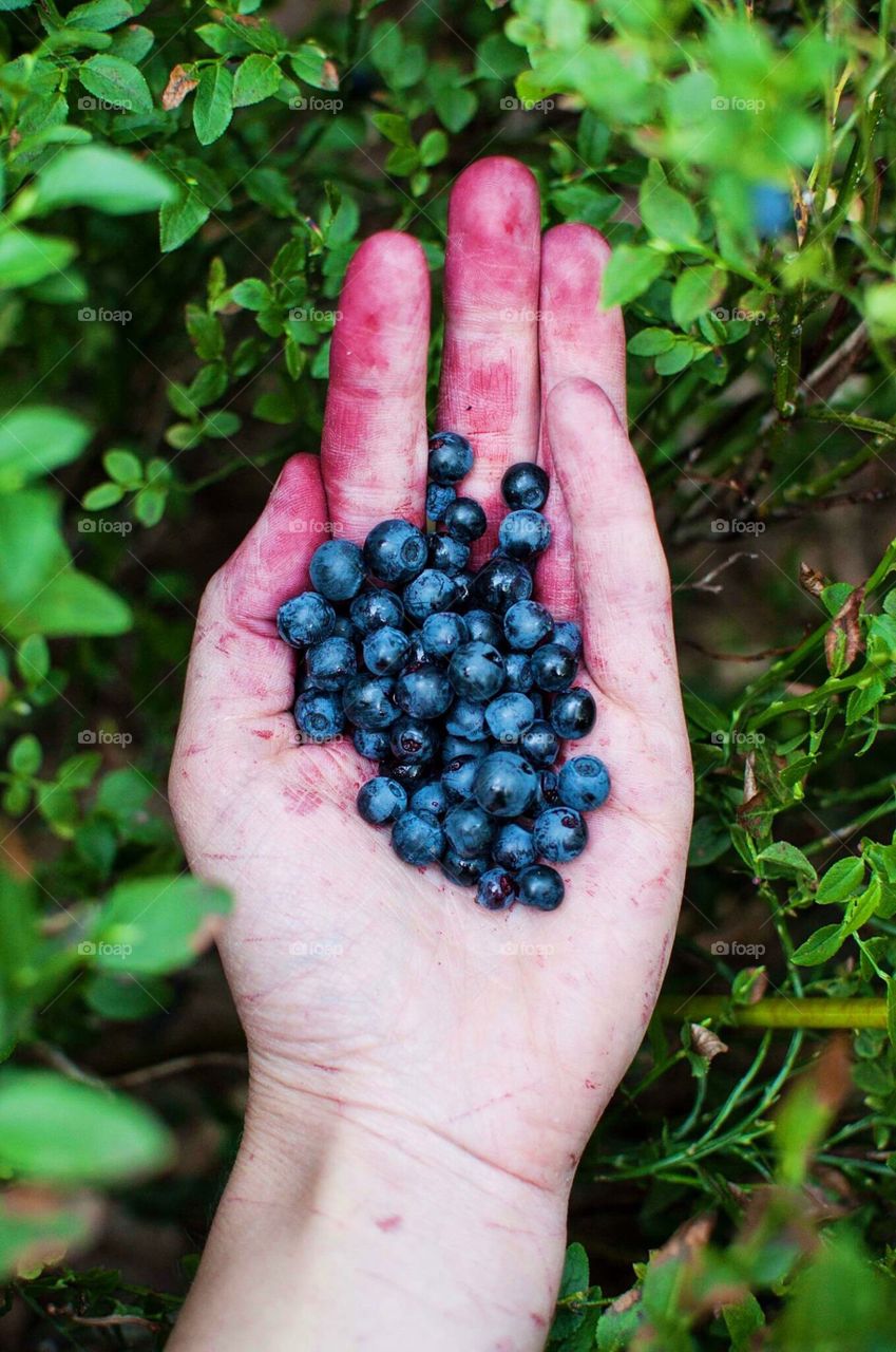 Fresh Harvest