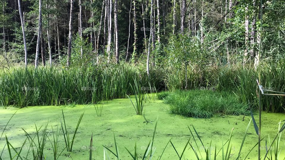 Swiss Forest Schnapshölzli 