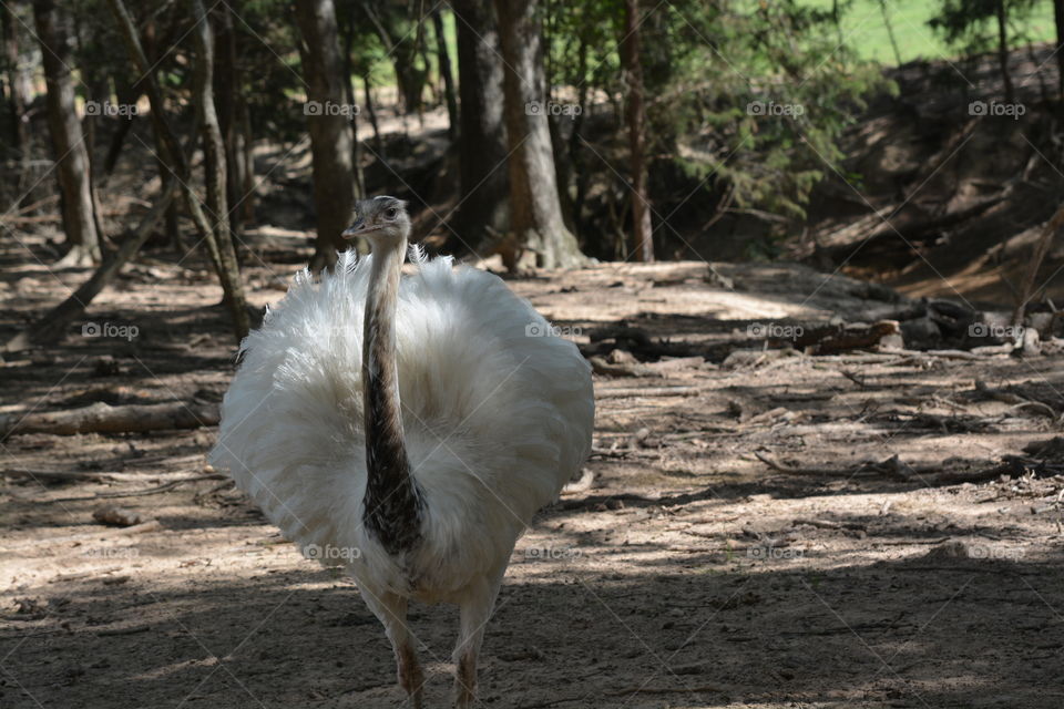 White emu in the woods