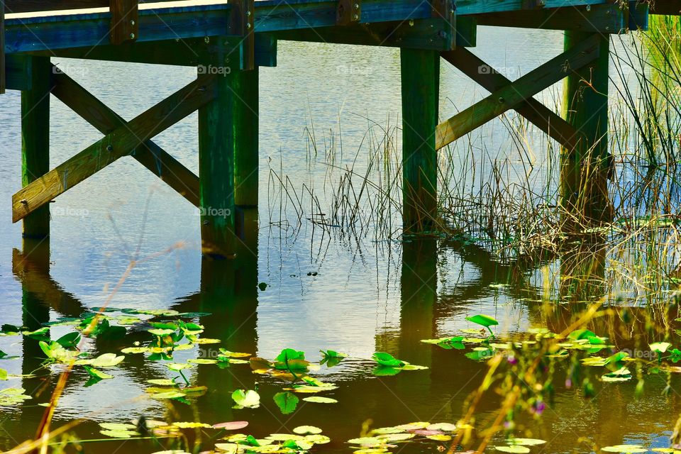 Celery fields bridge