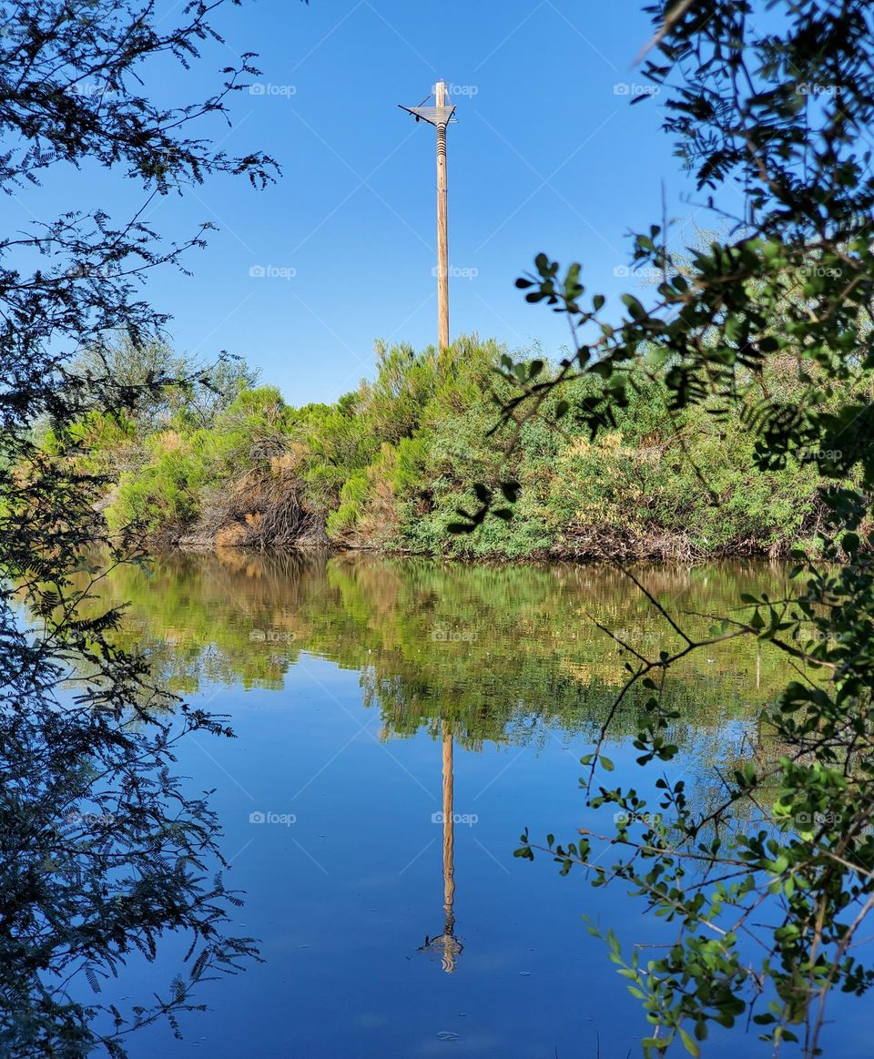 Bird Roost at the Lake