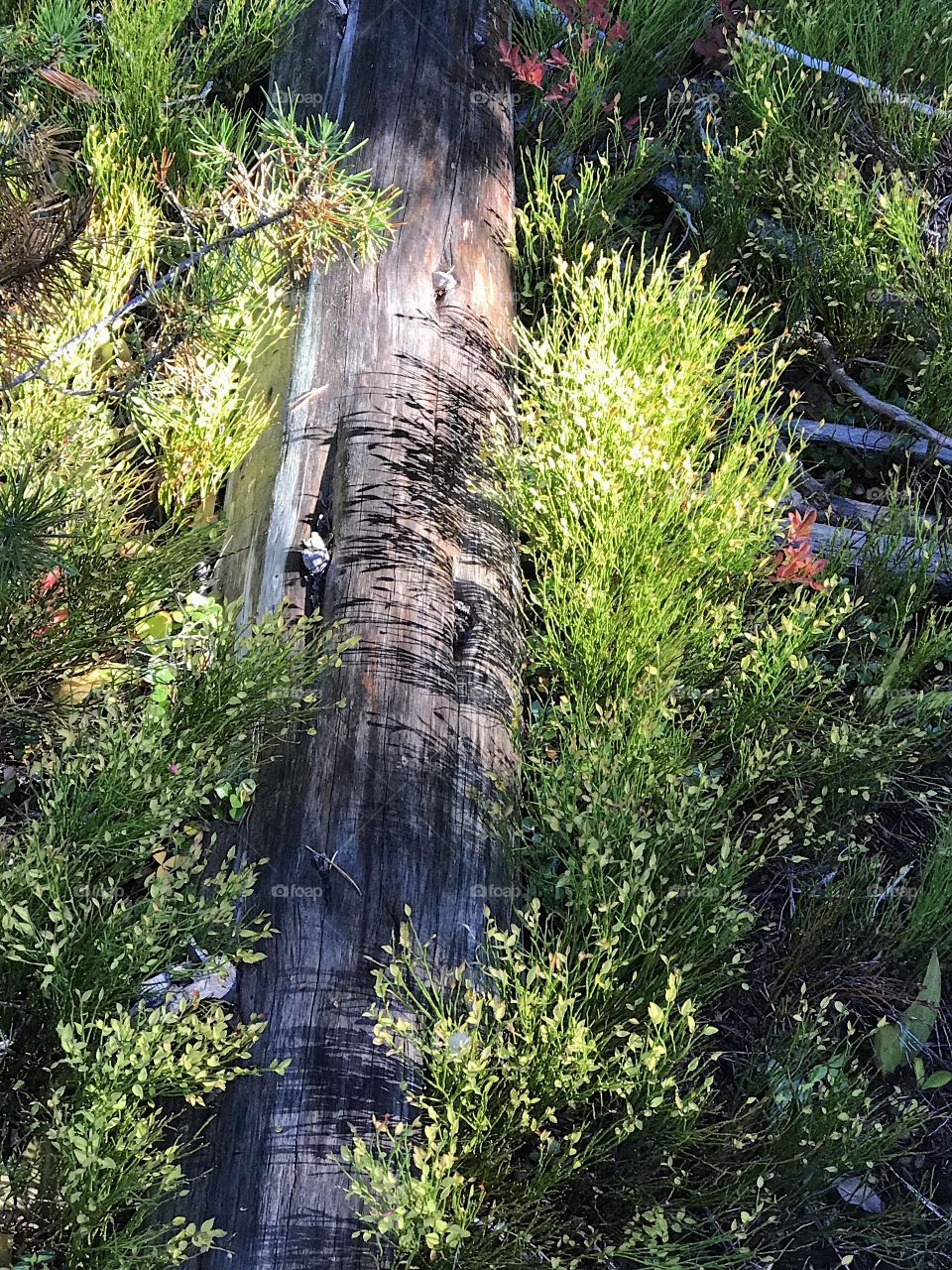 An old fallen log on the forest floor surrounded by foliage lit up with the warm sun of fall. 