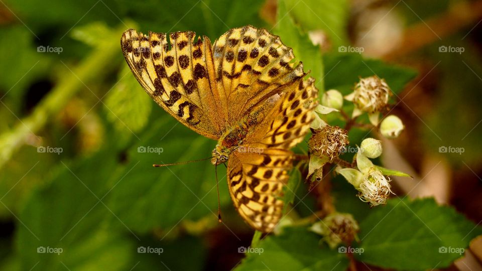 Mariposa
Butterfly