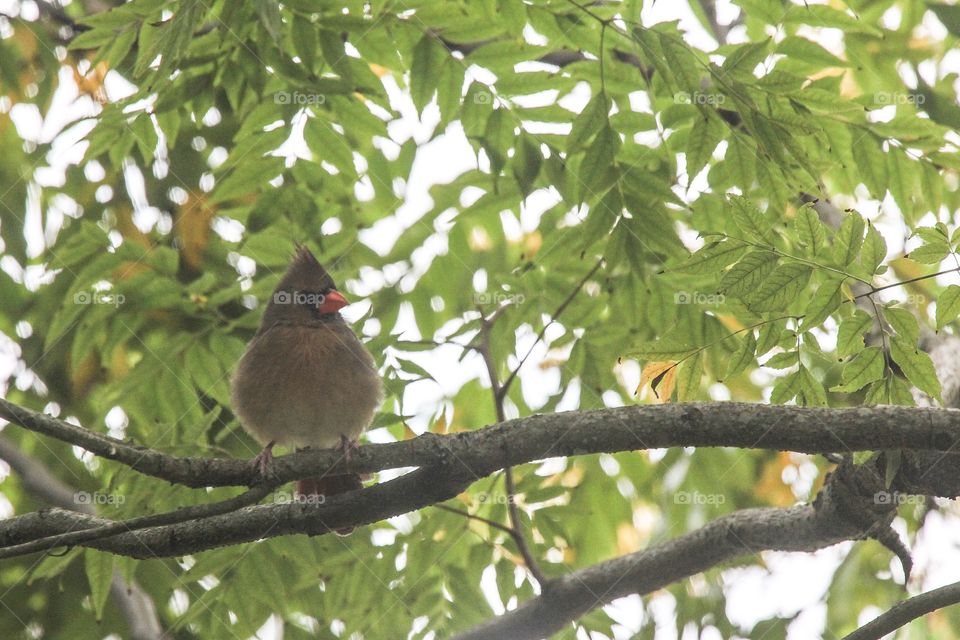 Cardinal