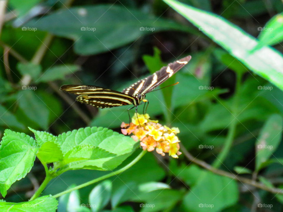 zebra butterfly