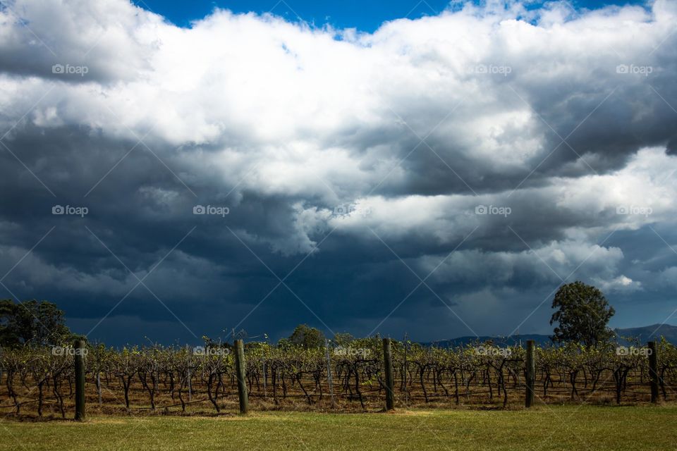 a grape field under the cloud. Just went to taste the winery place and found this.